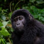 Gorilla Trekking Tour – 3 Days