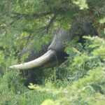 Wildlife Safari In Uganda – 5 Days