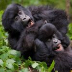 Uganda Private Tours -12 Days North & Western