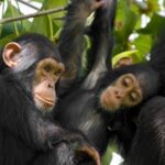 8 Days Explore Rwanda Safari