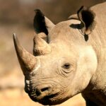 4 Days Wildlife Safari In Akagera Np