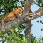 11 Days – Uganda Wildlife Tour