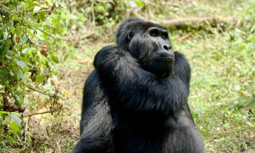 Uganda gorilla habituation  Tour
