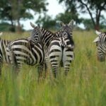 Akagera National Park