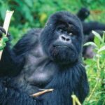 GORILLA TRACKING TOUR – 5 DAYS