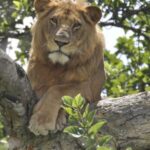 18 Days Uganda Primates & Wildlife Safari