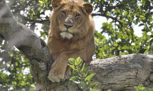 luxury gorilla trekking Uganda tour