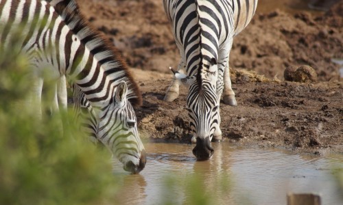 best gorilla tours & safaris