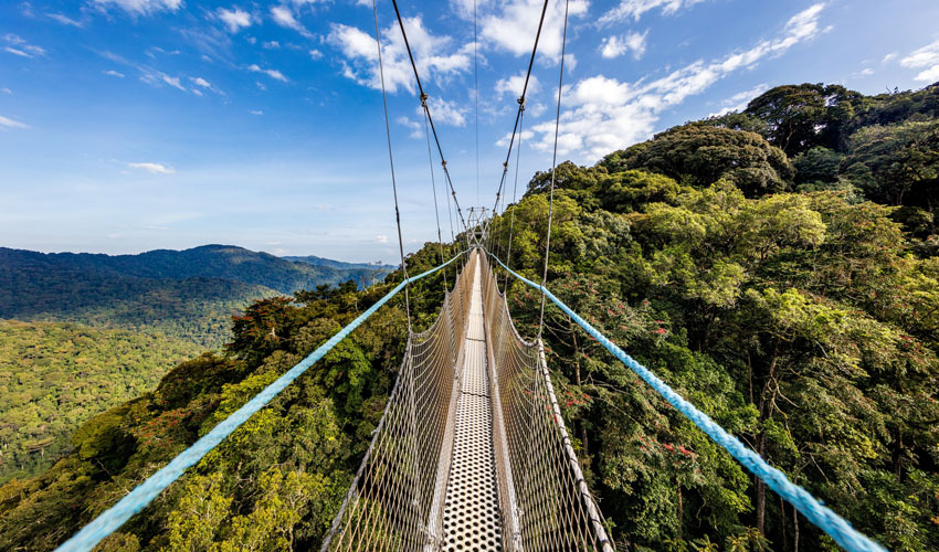 Canopy Walk