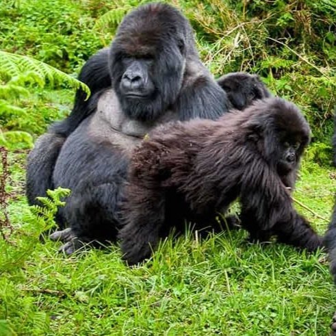 luxury gorilla trekking Uganda tour