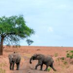 3 Days Fly In Queen Elizabeth National Park Safari