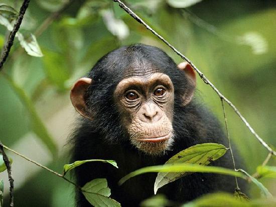 Uganda Gorilla Safari