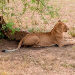 3 Days Fly In Murchison Falls National Park Safari