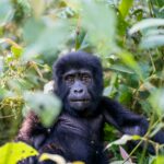 4 Days Uganda Gorilla Tours