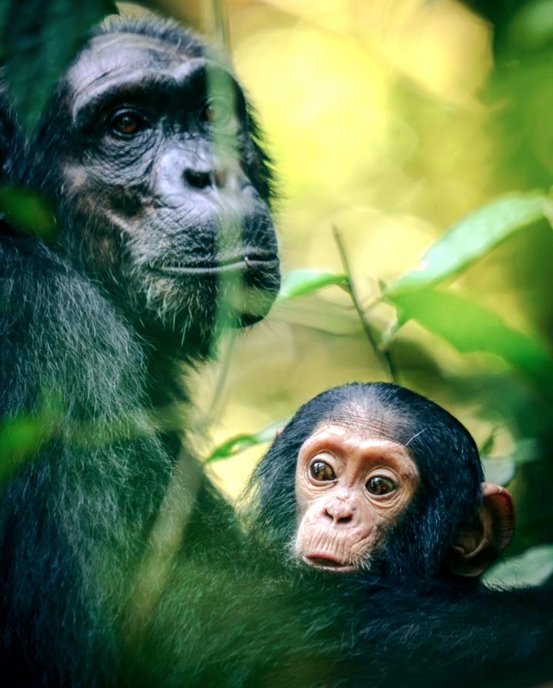 Chimpanzee trekking Uganda tour