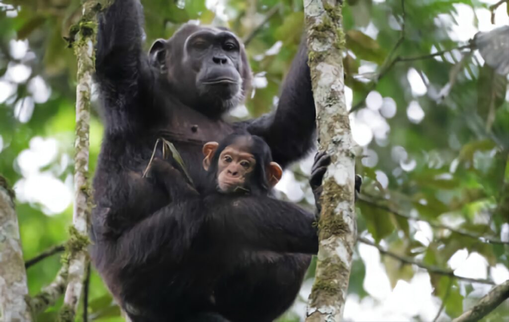 Uganda group tour