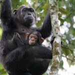 7 Days Explore – Uganda Budget Group Safari