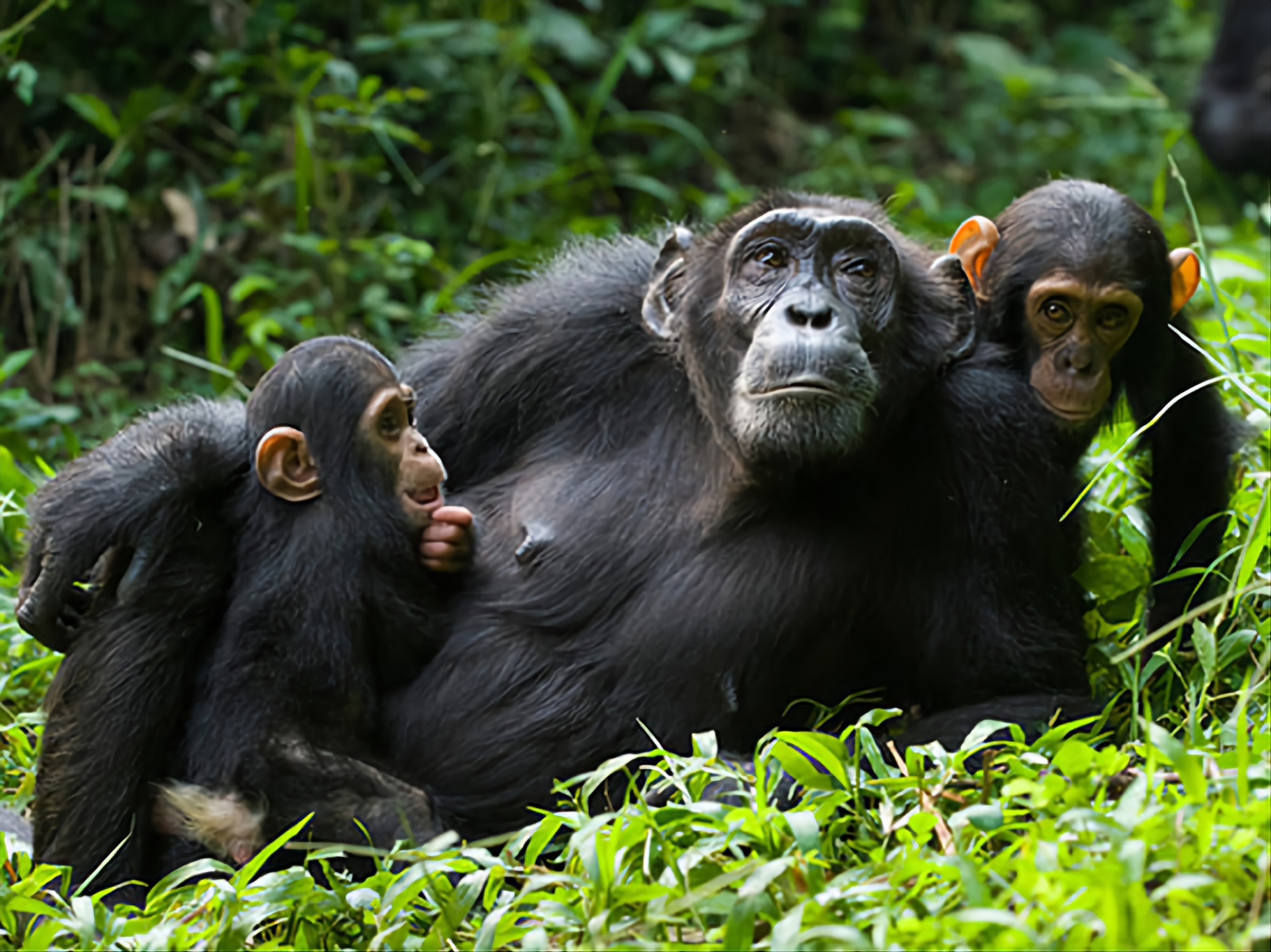 Uganda Luxury Safaris