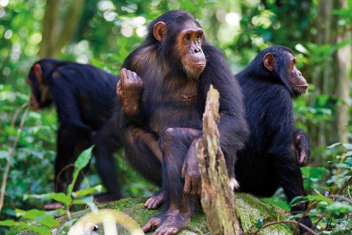 chimpanzee habituation experience