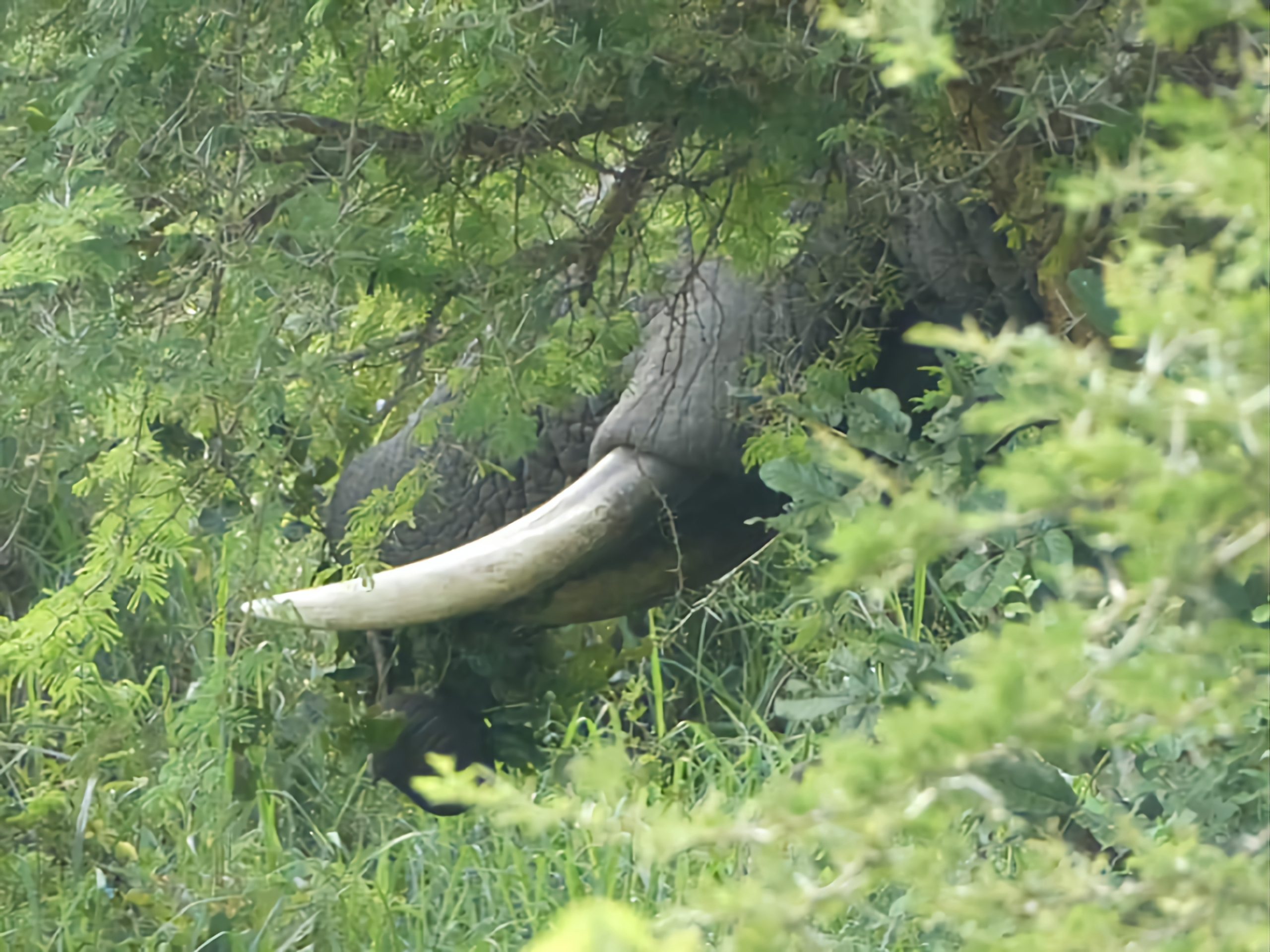 wildlife safari in Uganda