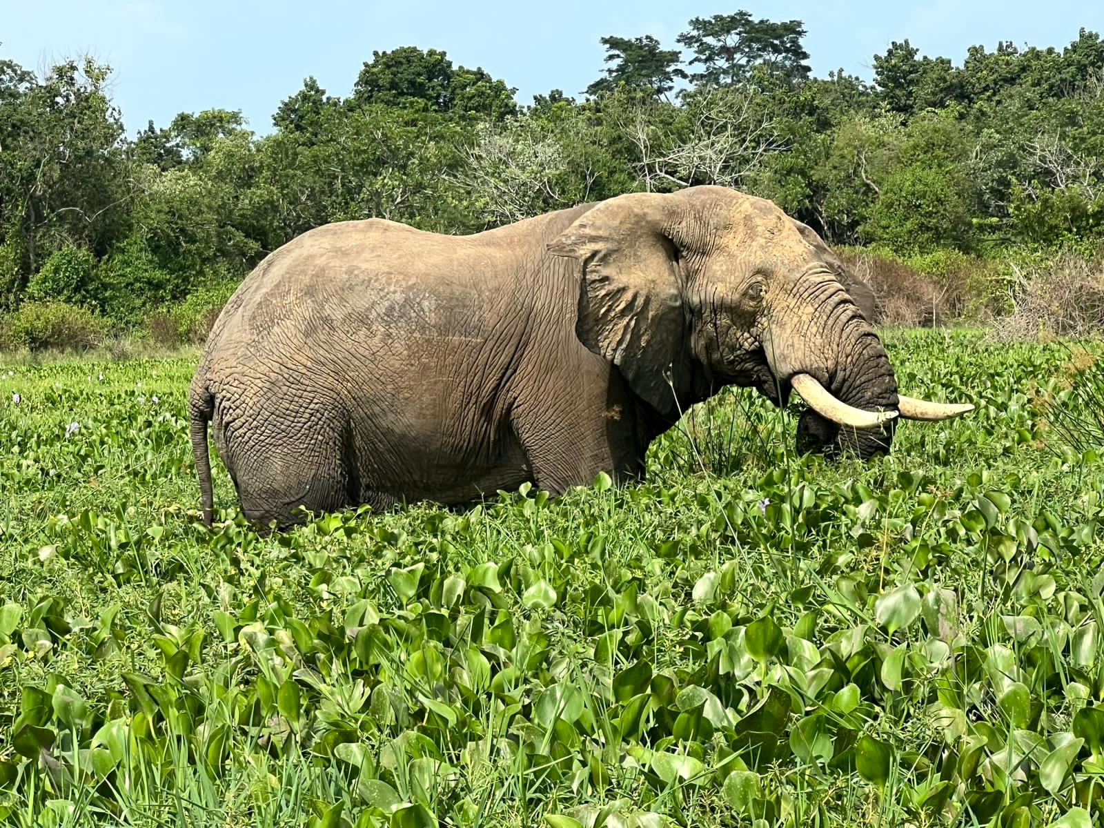 wildlife safari in Uganda