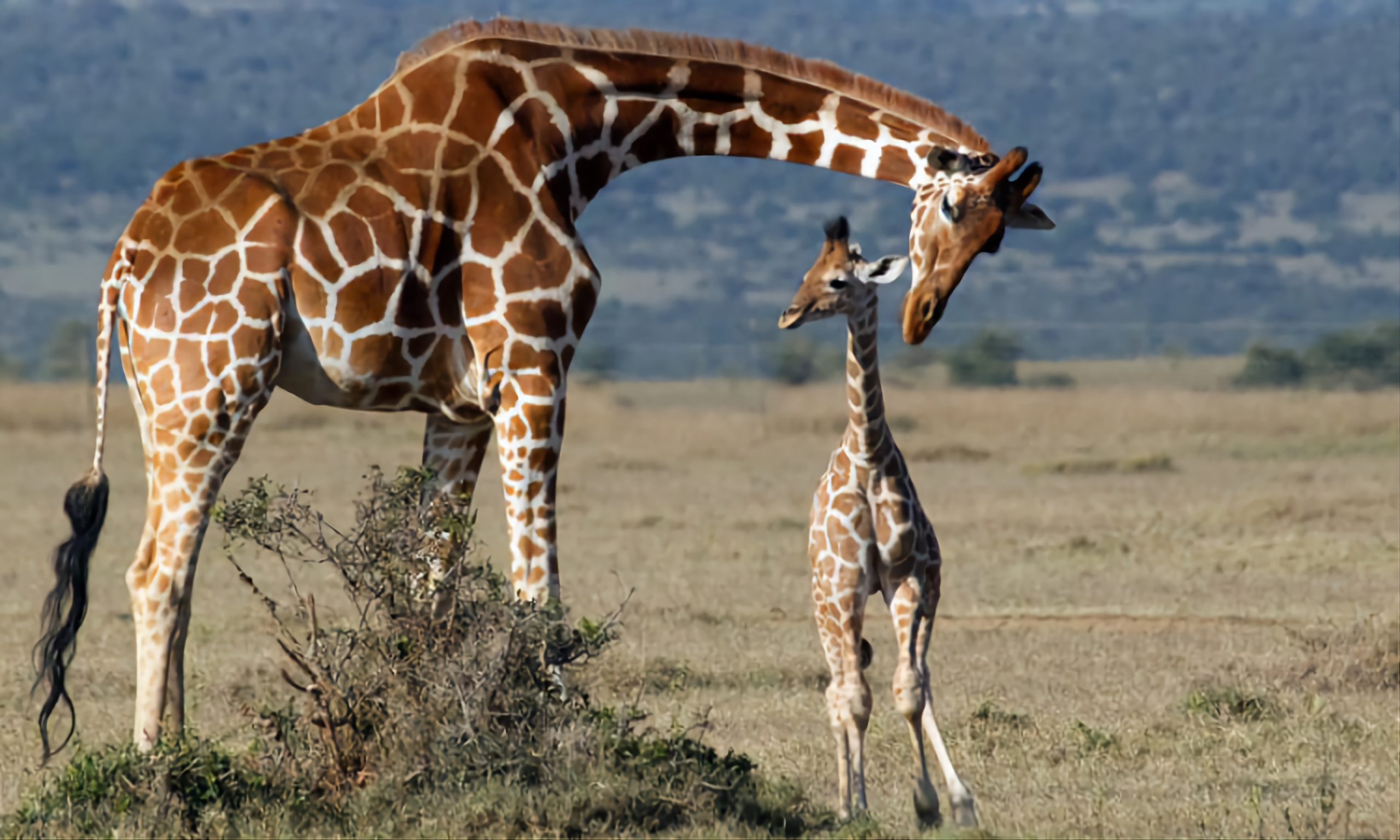 2 days Lake Mburo Tour