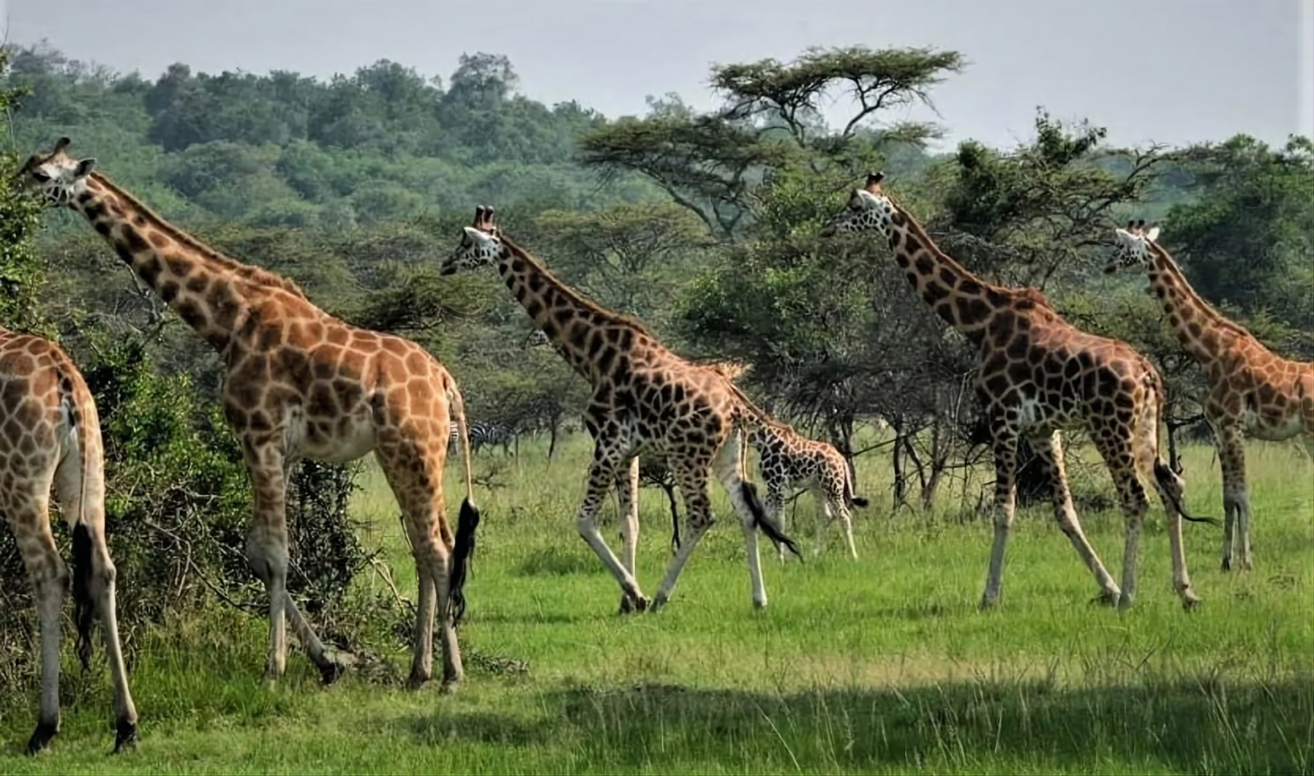 best Uganda gorilla tour
