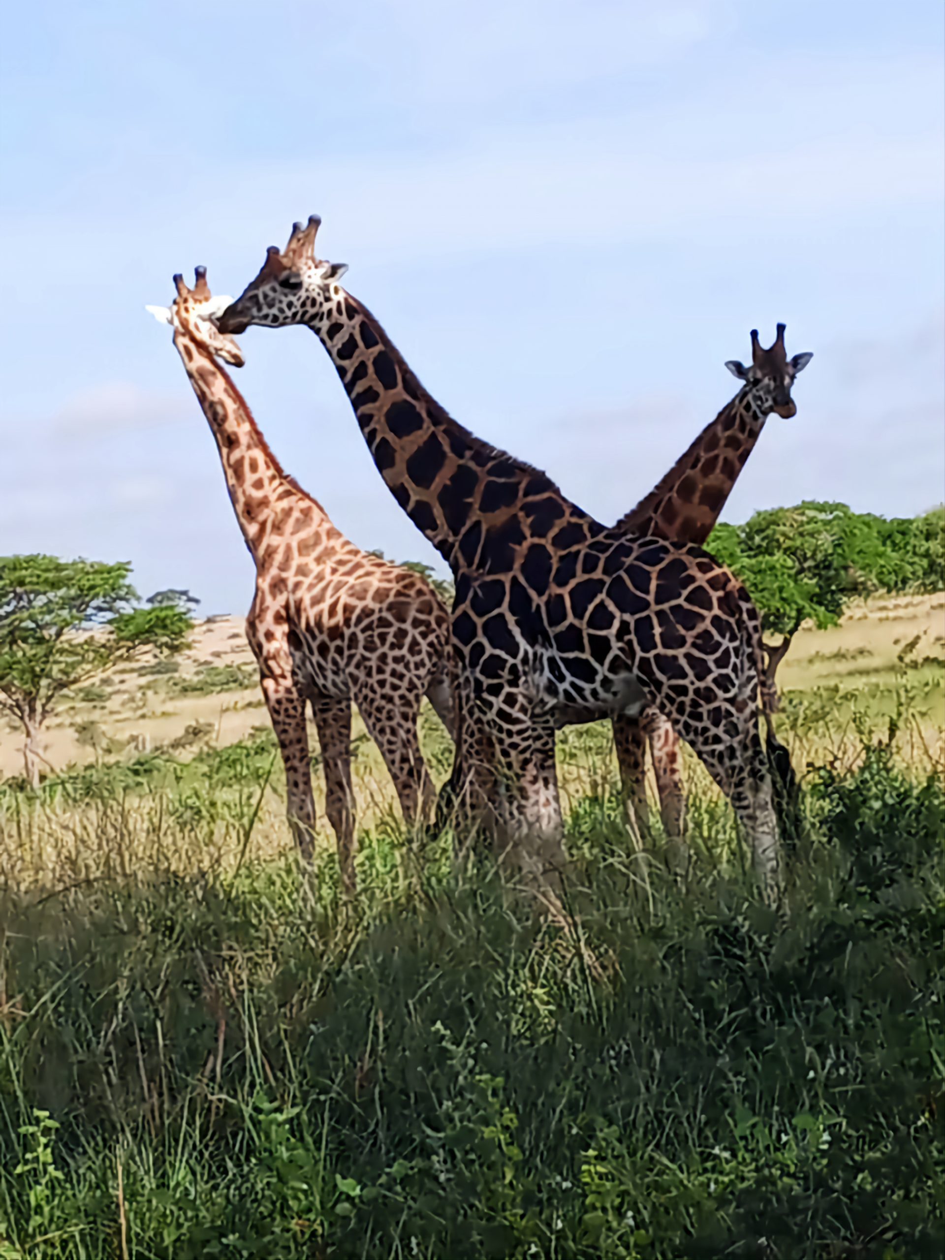 Uganda private tours