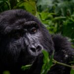 10 Days – Mountain Gorilla Safari