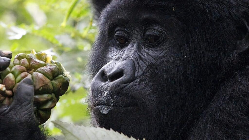 gorilla trekking experience