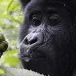 Gorilla Trekking Group Tour – 3 Days