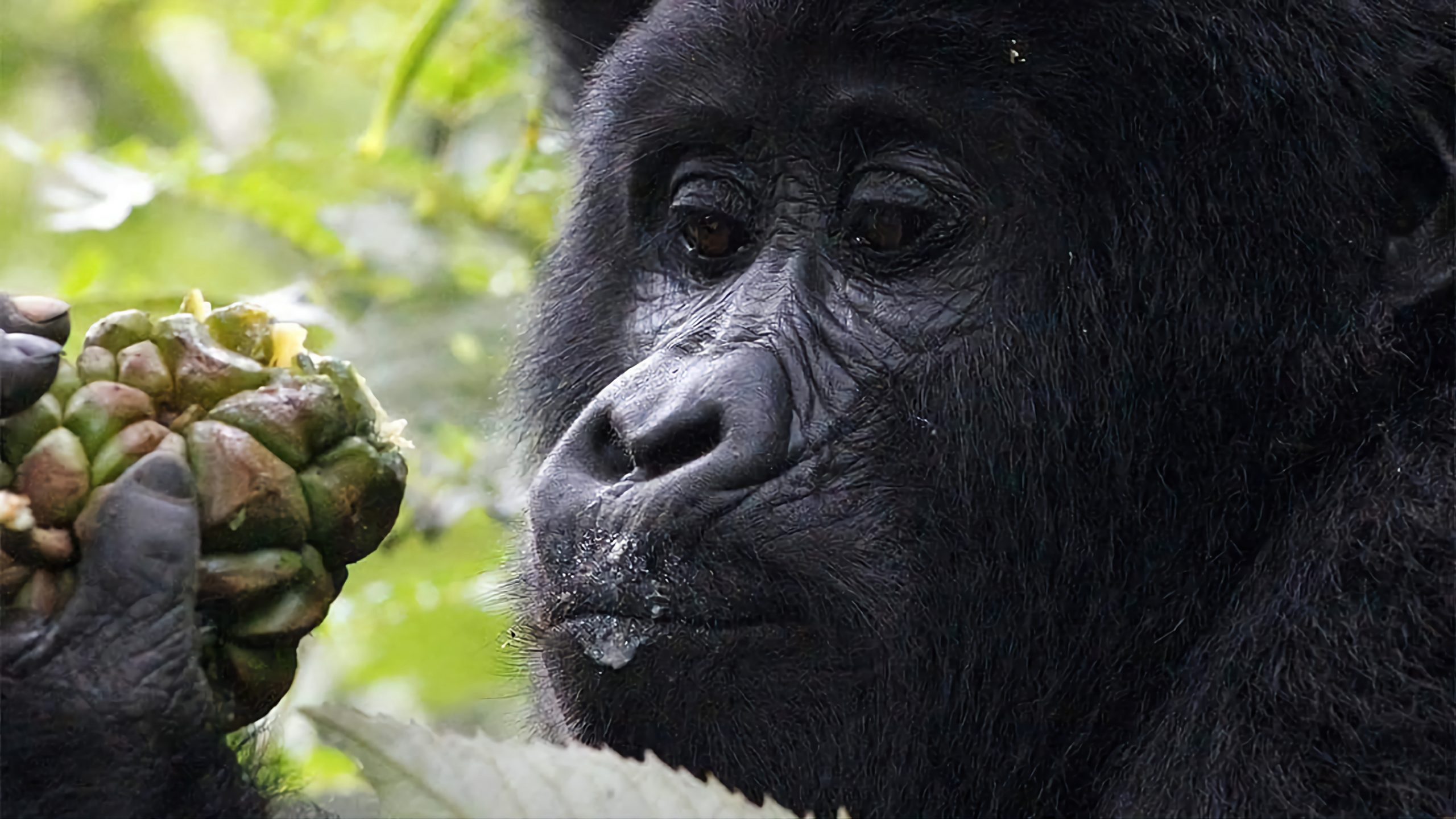 gorilla trekking experience