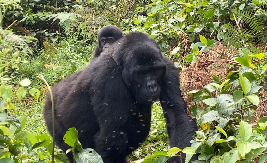 mountain gorilla safari