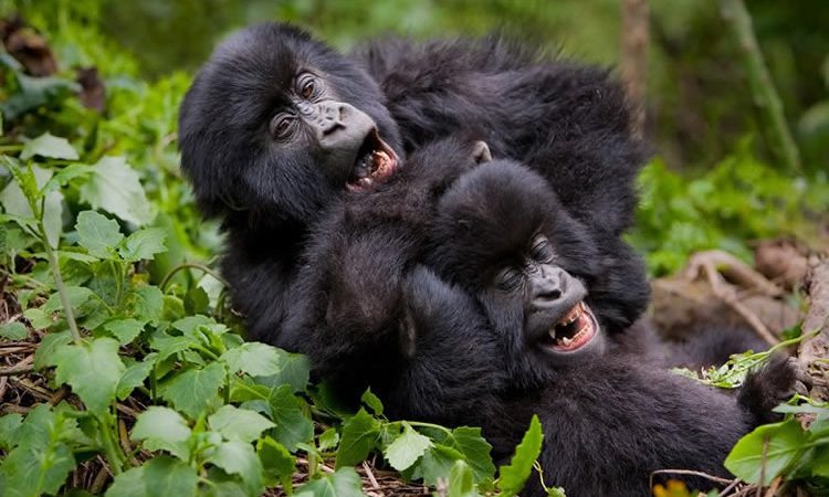 Uganda private tours