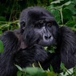 16 Days North To South – Best Uganda Safari
