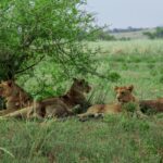 3 Days – Queen Elizabeth Wildlife Safari