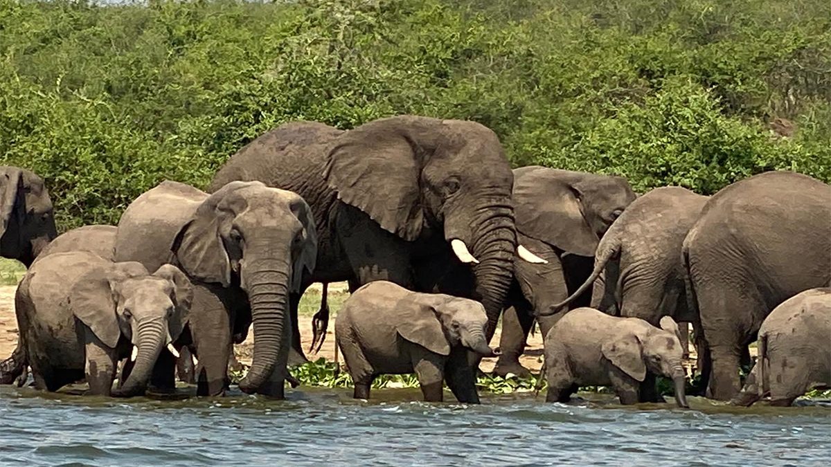 Uganda private tours