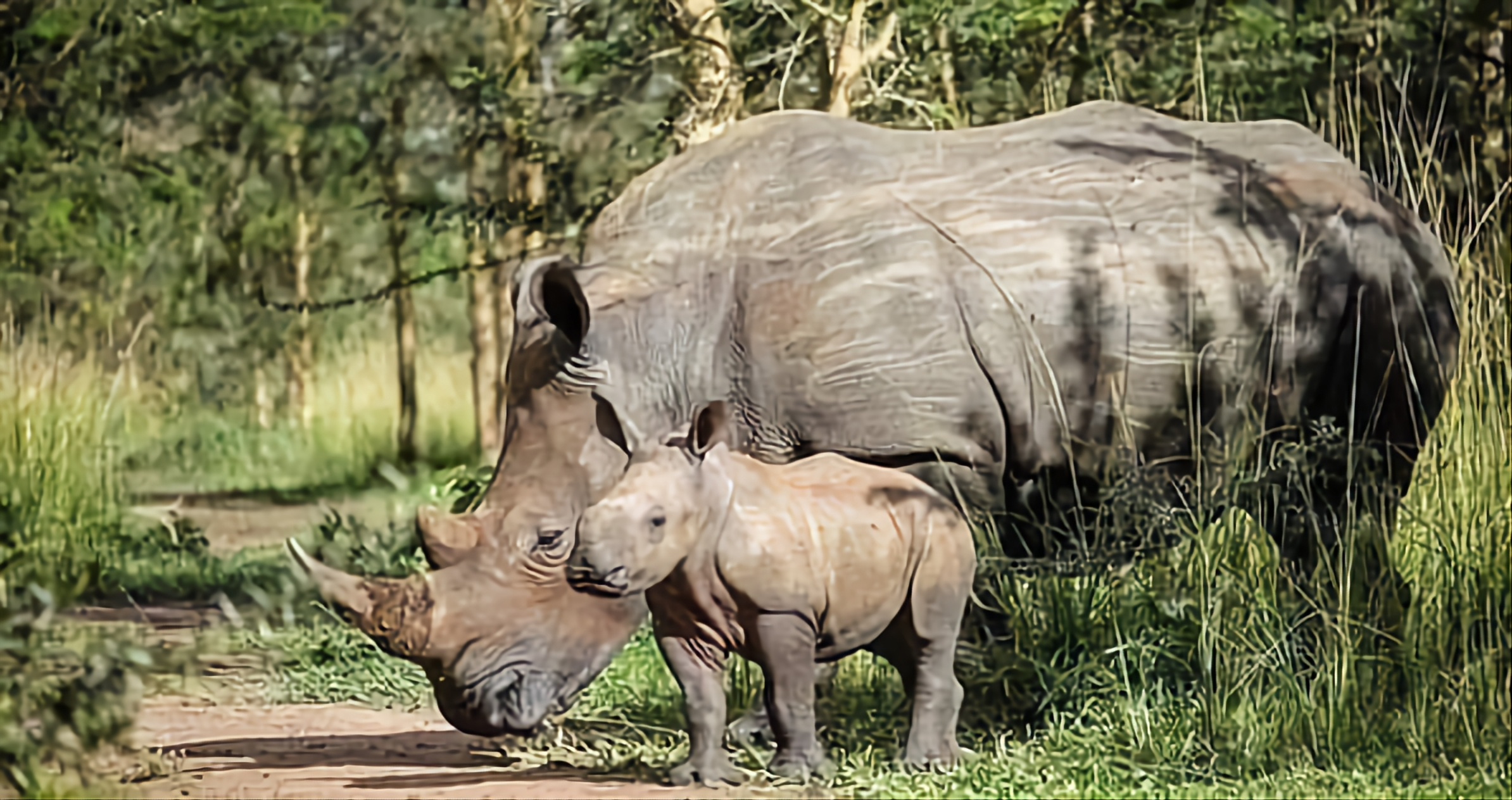 wildlife safari in Uganda