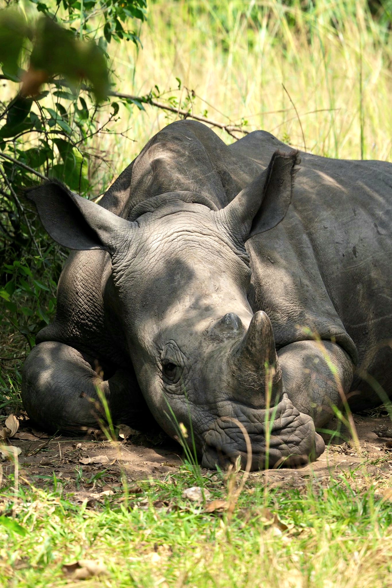 Uganda Budget Safari Tour