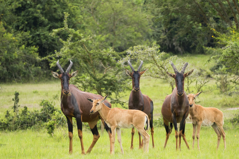 lake mburo safari