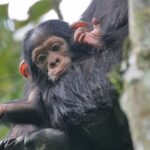 Chimpanzee Habituation Experience –  3 Days