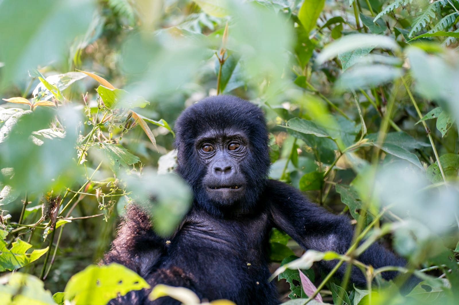 Uganda gorilla tours