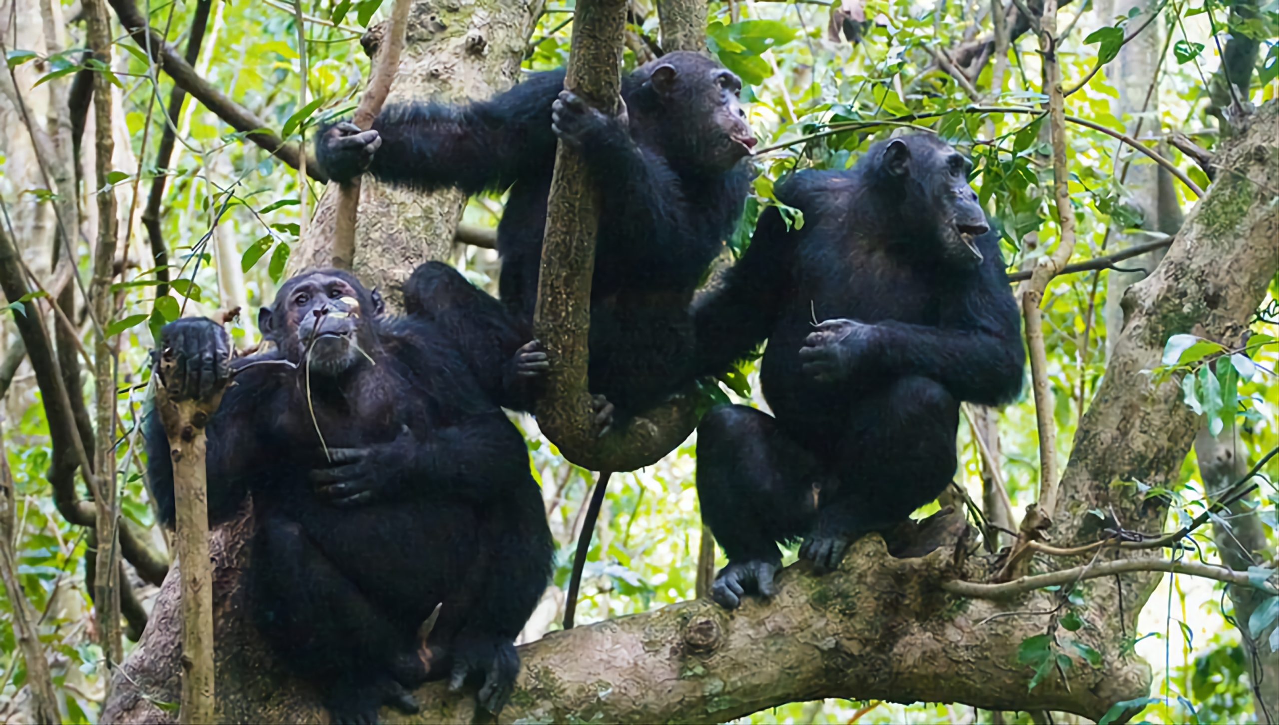 mountain gorilla safari
