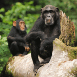 2 Days Ngamba Chimpanzee Trekking Tour