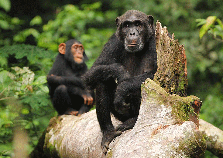 Ngamba island chimpanzee tour