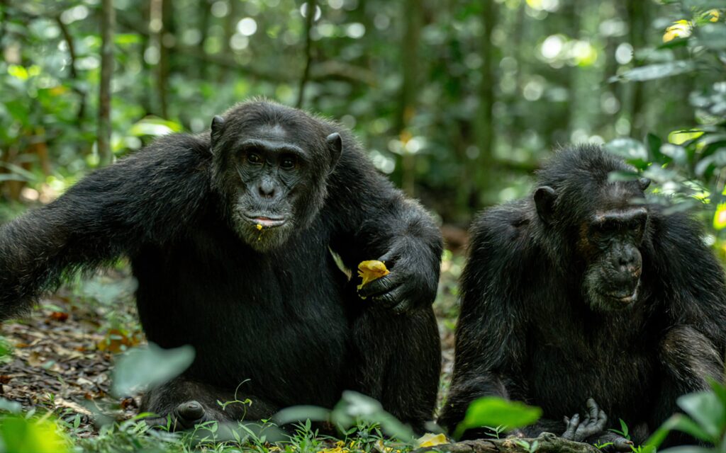best gorilla tours & safaris
