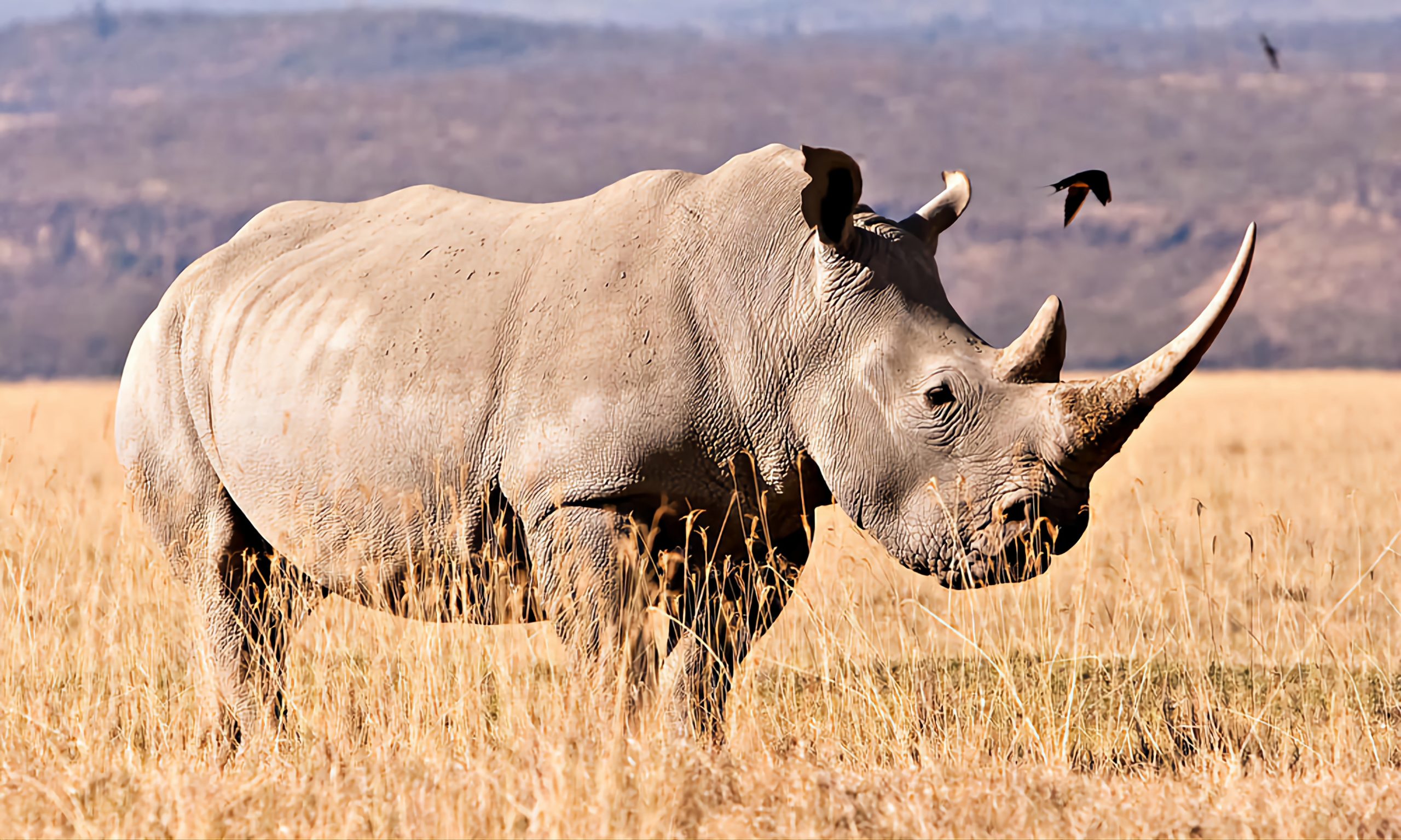 Uganda private tours