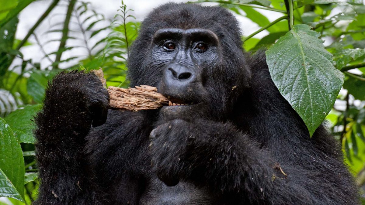 uganda gorilla tours