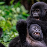 Uganda Luxury Tour – 8 Days Fly In Safari