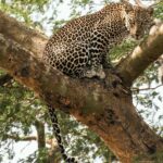 Best Uganda Gorilla Tour – 7 Days